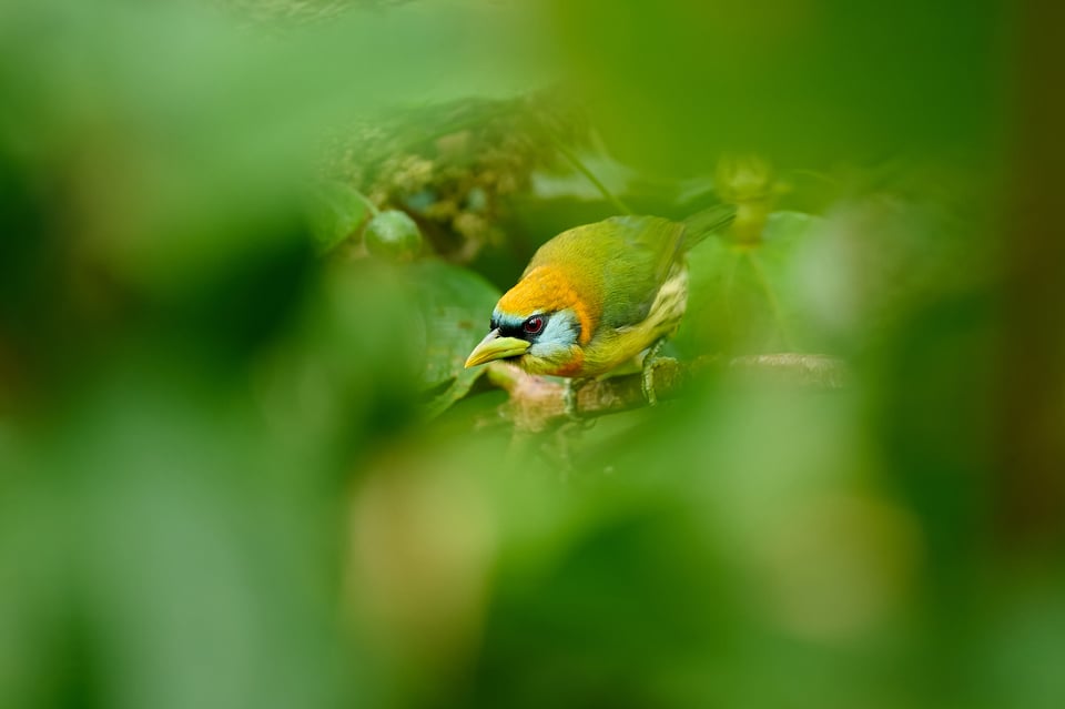 Red-headed barbet