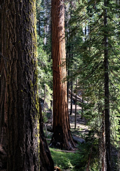 Redwood Tree Photo Nikon Z 28-75mm f2.8