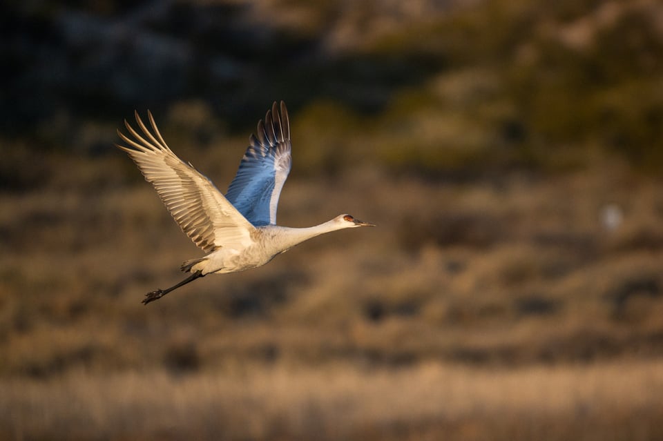 Sandhill Crane Flying Quickly