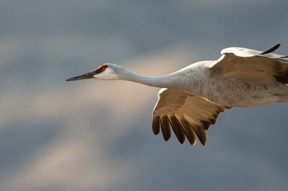 Sharp Crop of Sandhill Crane