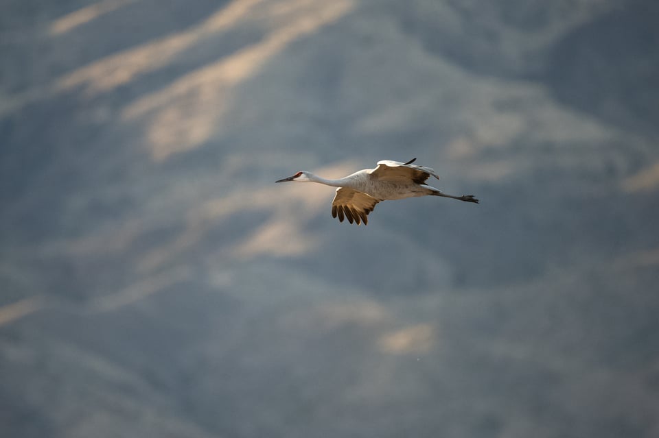 Sharp Sandhill Crane Nikon Z7 800mm f6.3 VR S PF