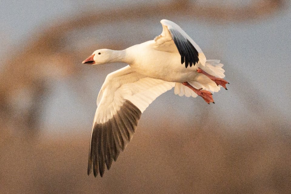 Snow Goose Sharp Crop