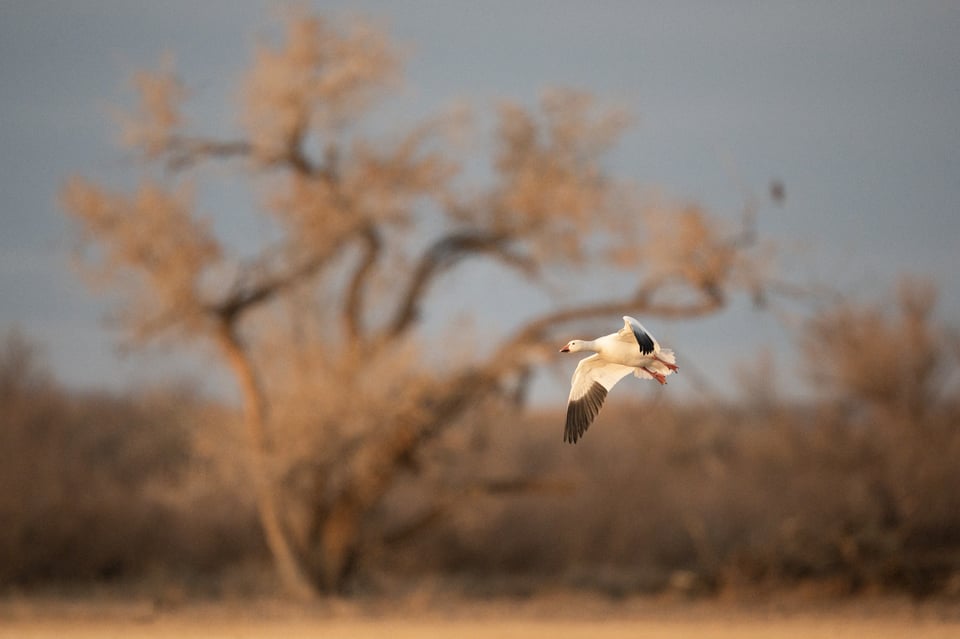 Snow Goose in front of Distant Tree Nikon Z 800mm f6.3 VR S Lens