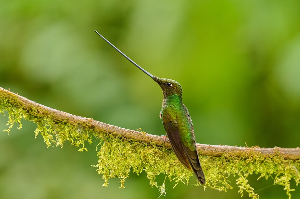 Sword-billed Hummingbird