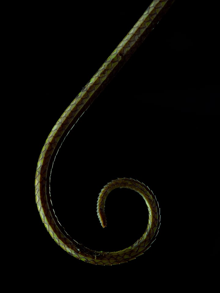 Tail of a Monkey Lizard with creatively angled flash to create dynamic abstract wildlife photography