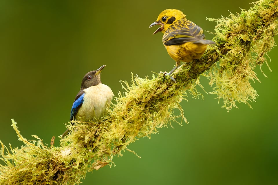 Tanager fight