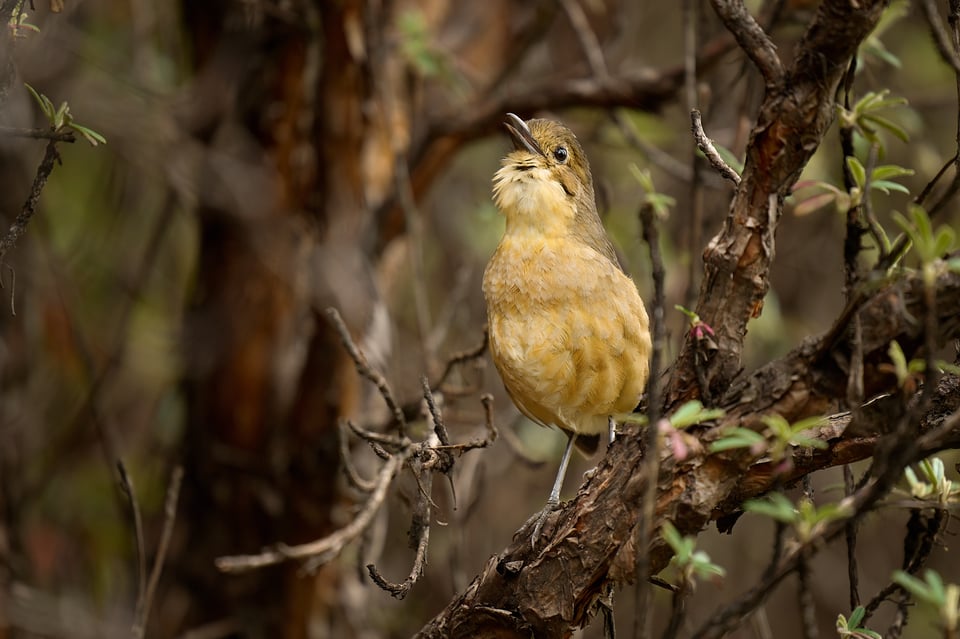 Tawny Antpitta