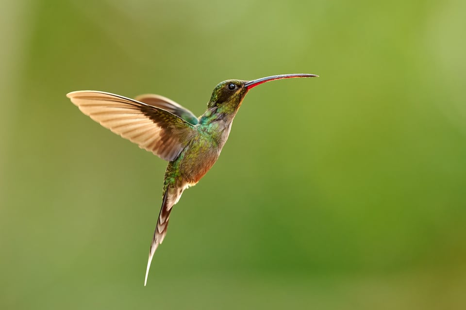 Tawny-bellied Hermit