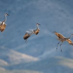 Three Cranes Nikon Z7 and 800mm f6.3 Lens