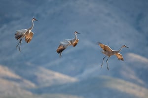 Three Cranes Nikon Z7 and 800mm f6.3 Lens