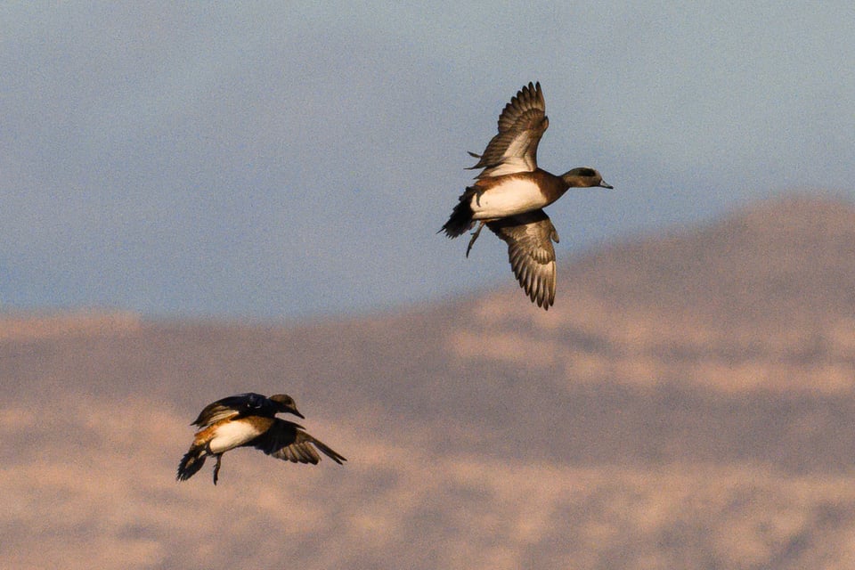 Tiny Distant Subjects Sharp Autofocus Wildlife Crop