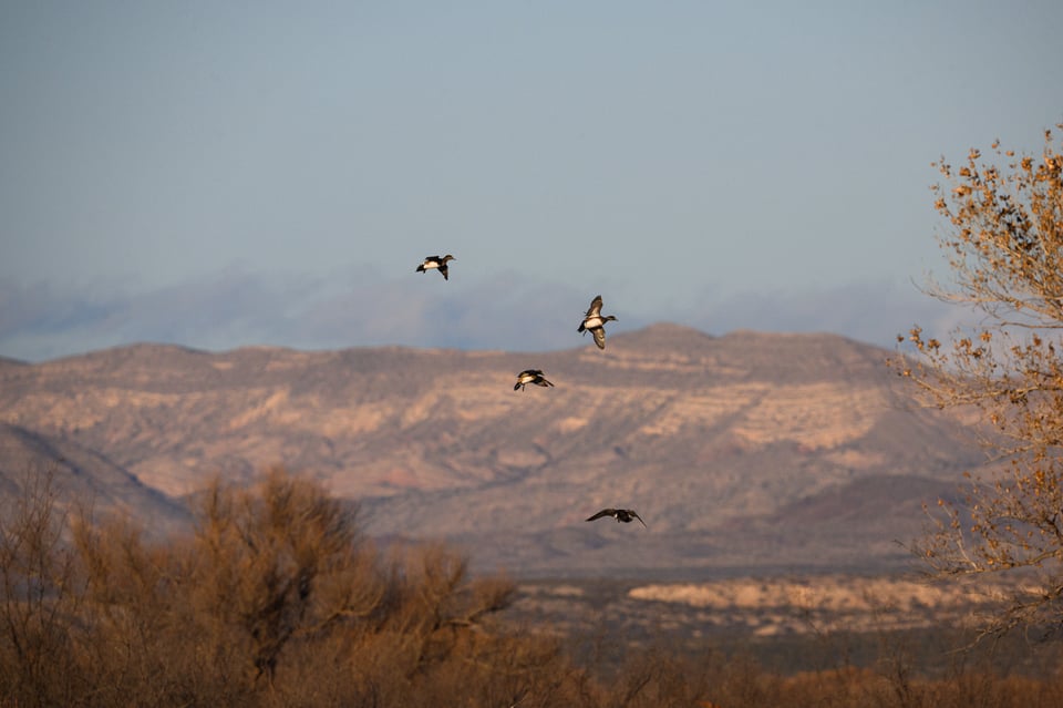 Tiny Distant Subjects Sharp Autofocus Wildlife