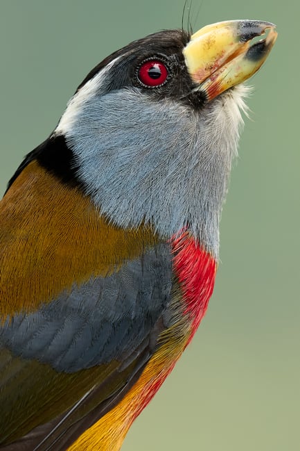 Toucan barbet_3028