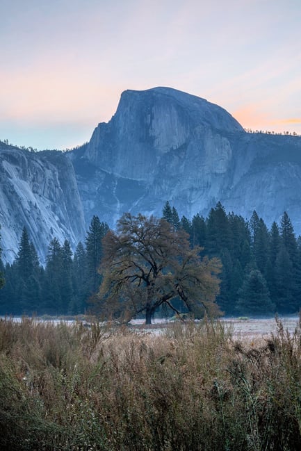 Tree at sunrise Yosemite Valley Nikon Z 28-75mm f2.8