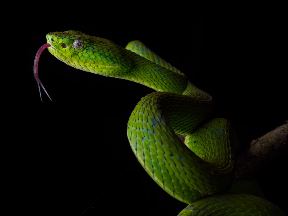 Using diffused artificial light and an external flash to create side lighting on a palm pit viper