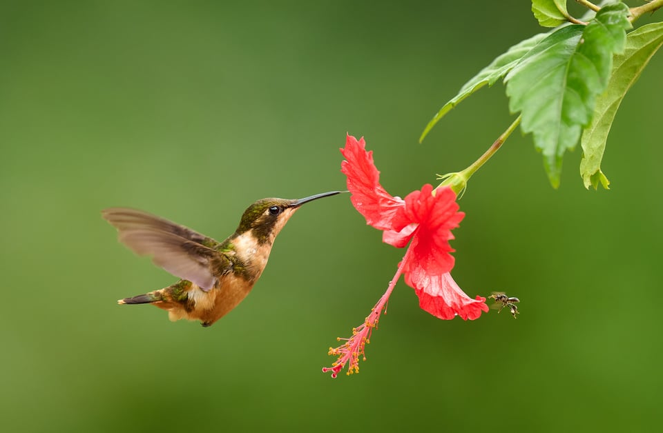 White-bellied Woodstar