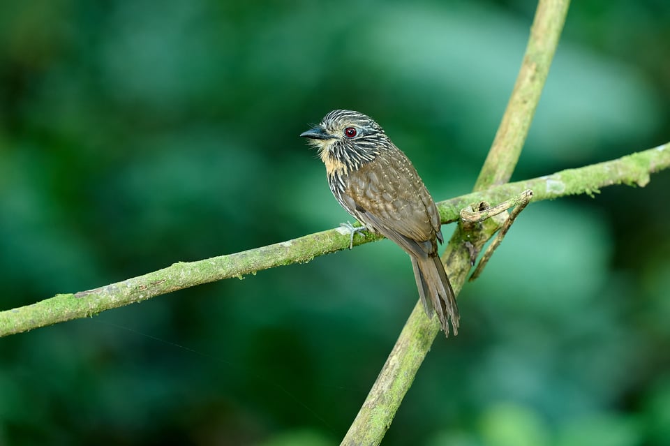 White-whiskered Puffbird_400mm