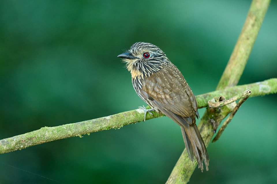 White-whiskered Puffbird_560mm