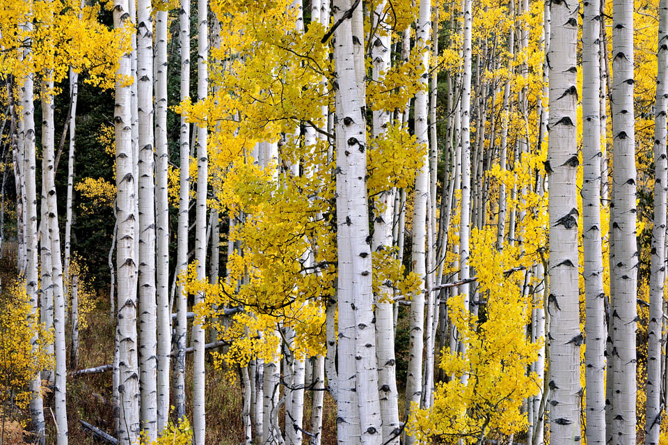 Yellow Aspen Close-Up landscape photo