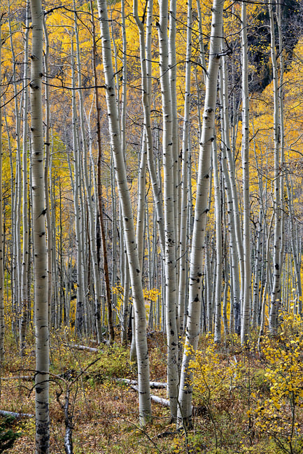Yellow Aspen Trees Vertical Nikon Z 28-75mm f2.8
