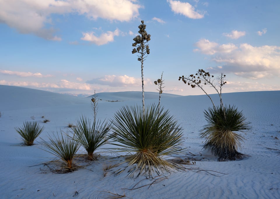 Yucca Plants at White Sands National Park Nikon Z 28-75mm f2.8 Review