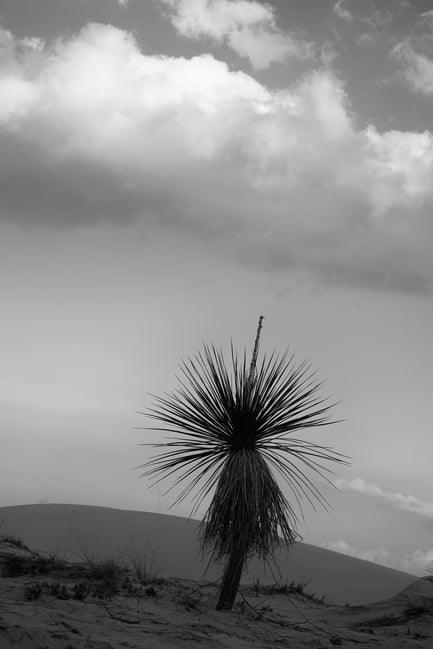 Yucca black and white Sand Dunes