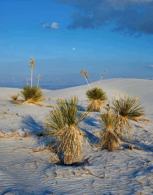 Yucca in White Sands National Park Nikon Z 28-75mm f2.8