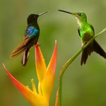 hummingbirds_workshop