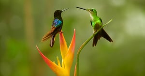 hummingbirds_workshop