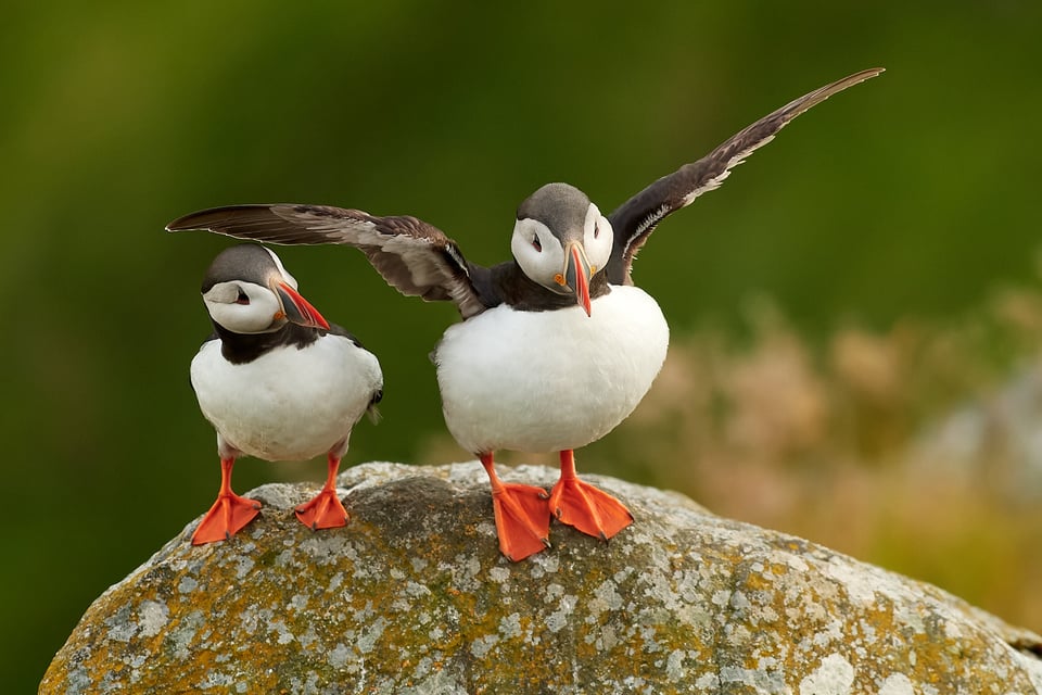 Atlantic Puffin_01