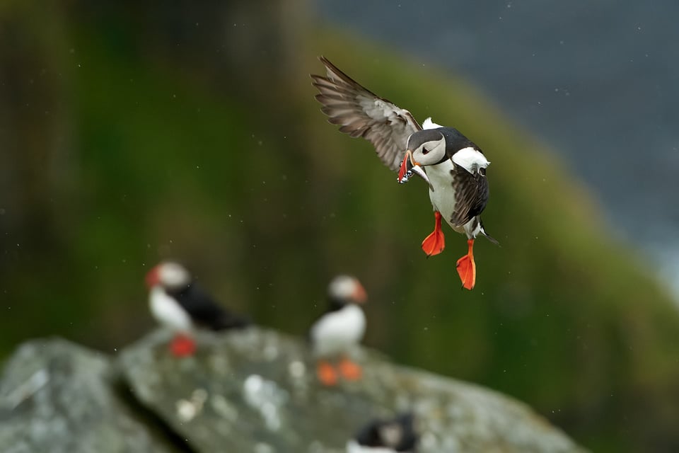 Atlantic Puffin_05