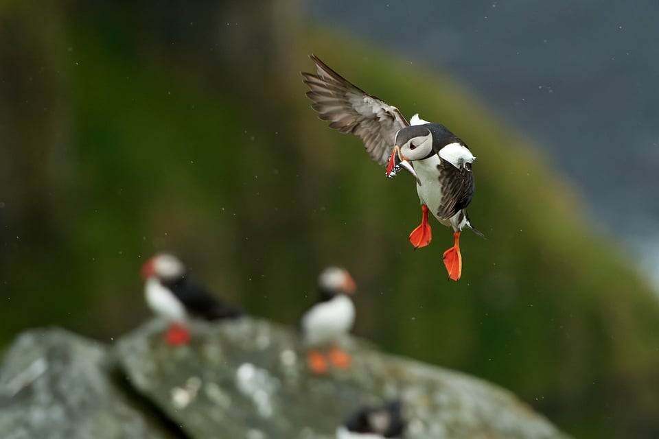 Atlantic Puffin_05