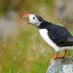 Atlantic Puffin_06