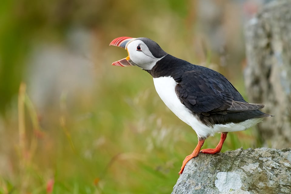 Atlantic Puffin_06