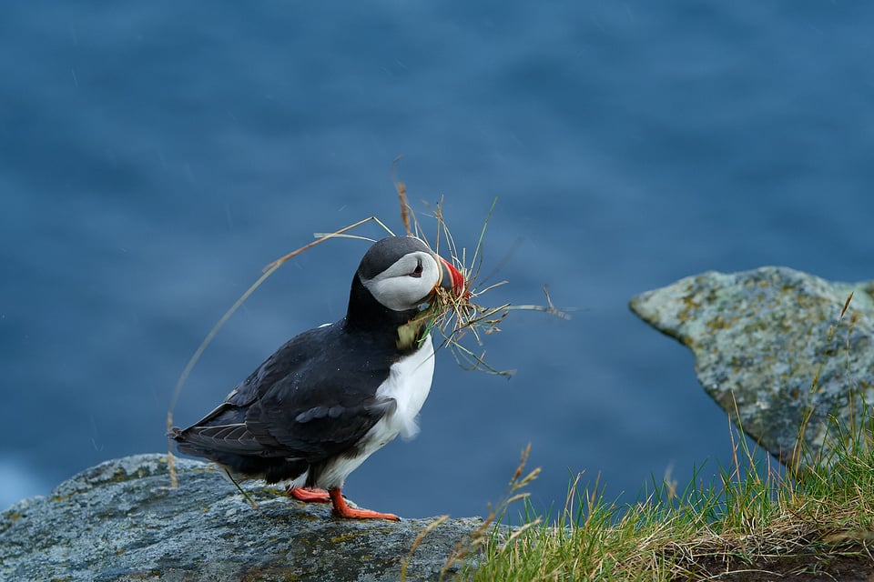 Atlantic Puffin_09