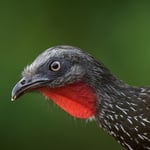 Band-tailed Guan