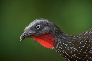 Band-tailed Guan