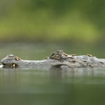 Cayman_Ecuador