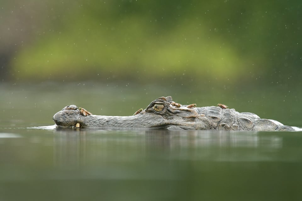 Cayman_Ecuador