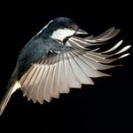Coal Tit_Flash