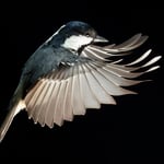 Coal Tit_Flash