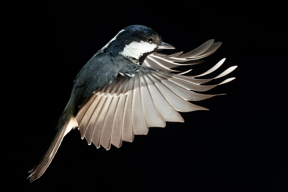 Coal Tit_Flash