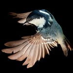 Coal Tit_black background