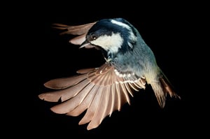 Coal Tit_black background