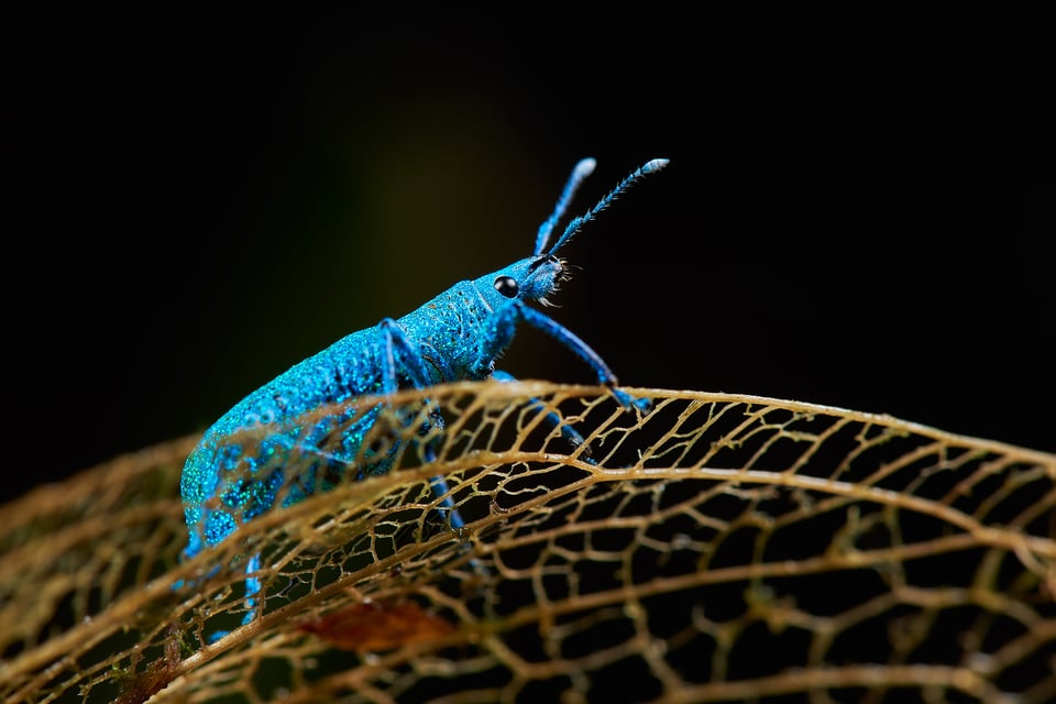 Colombia beetle