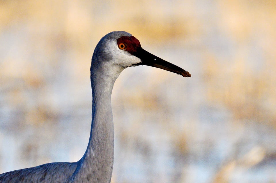 Crop of Bokeh and Sharpness Nikon Z 800mm f6.3