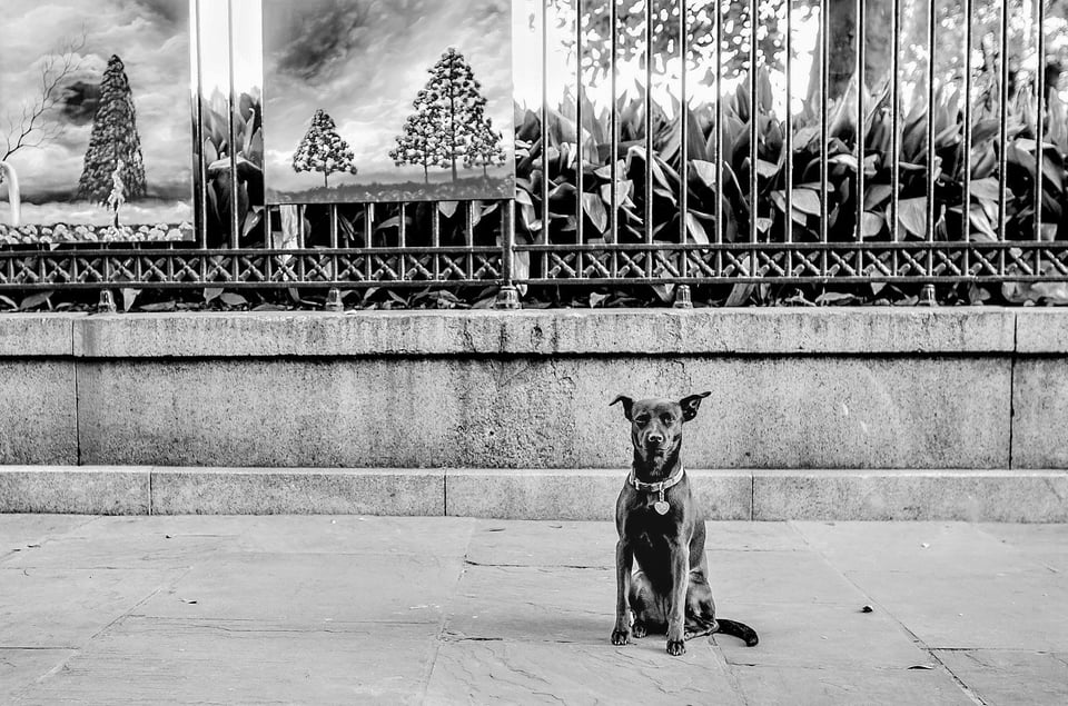 Dog in shade natural light example