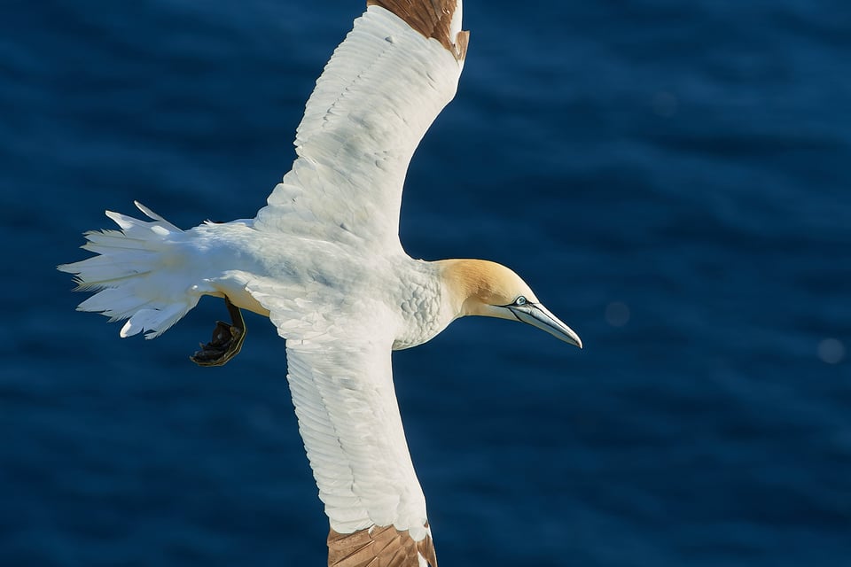 Gannet_01