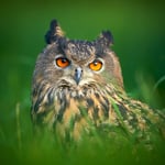 Great Horned Owl