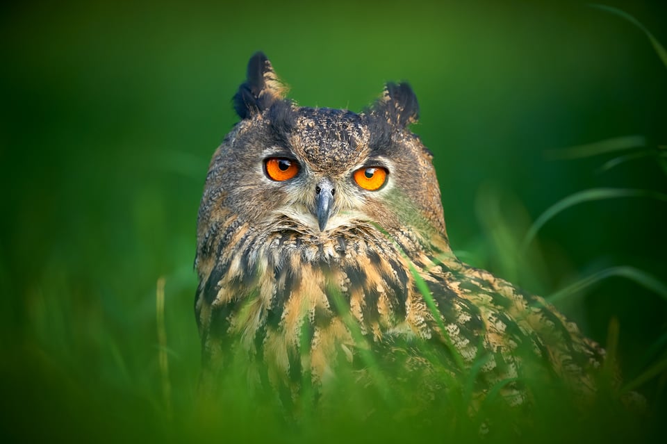 Great Horned Owl